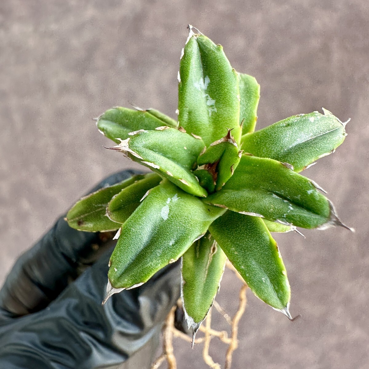 【Lj_plants】W696 多肉植物 アガベ 羽斑笹の雪 鮮明錦 極上錦 覆輪錦 極上子株 5株同梱_画像9