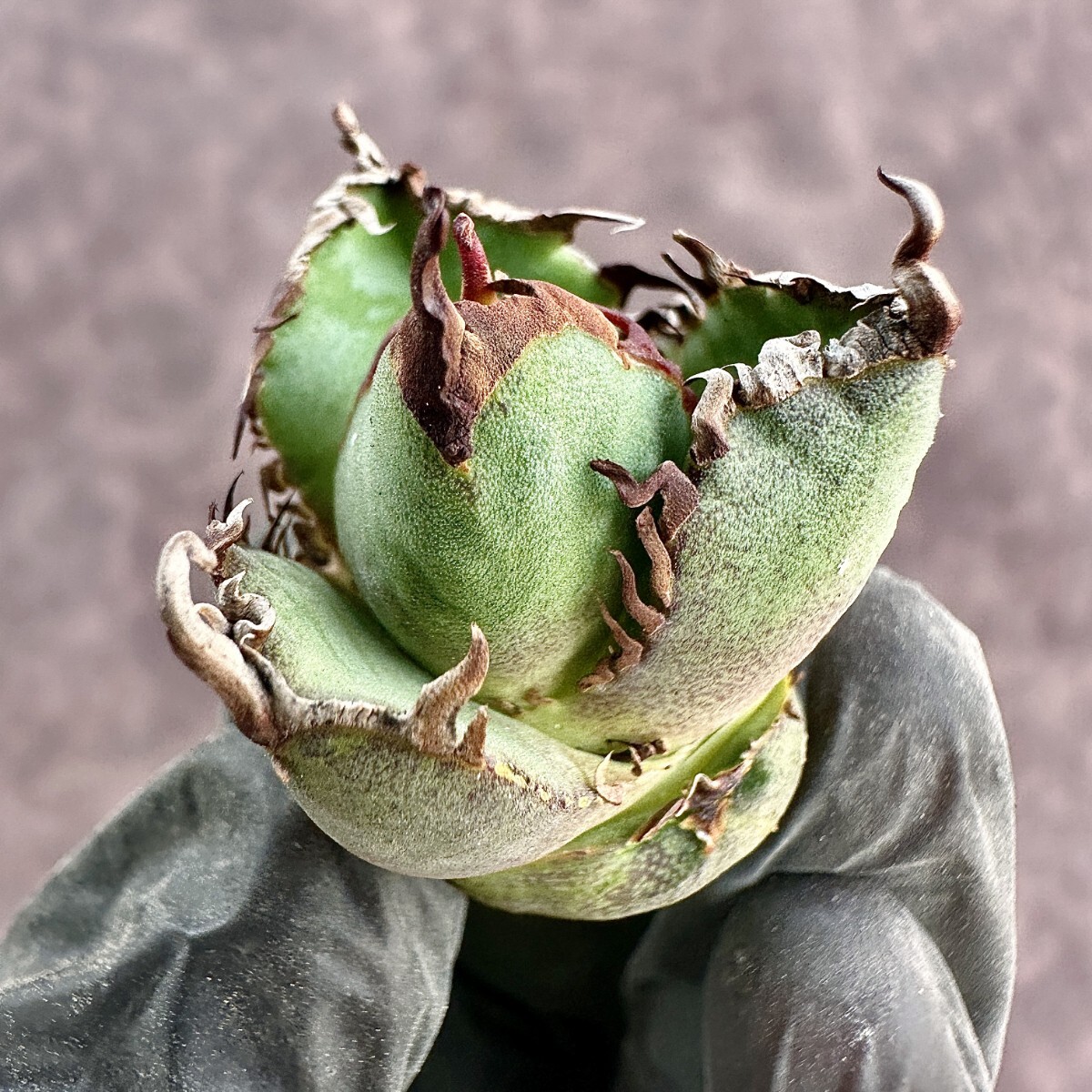 [Lj_plants]W100 agave chitanota bulldozer low ru sun ko finest quality a little over .S Class is rare stock carefuly selected finest quality . stock 