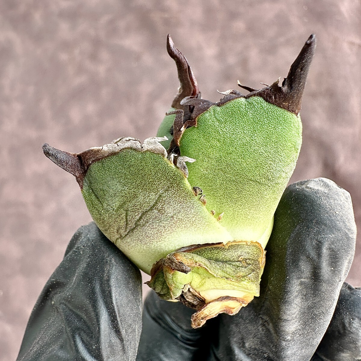 [Lj_plants]W16 agave chitanota white .. finest quality a little over . a little over white . super rare stock ultimate beautiful finest quality . stock 