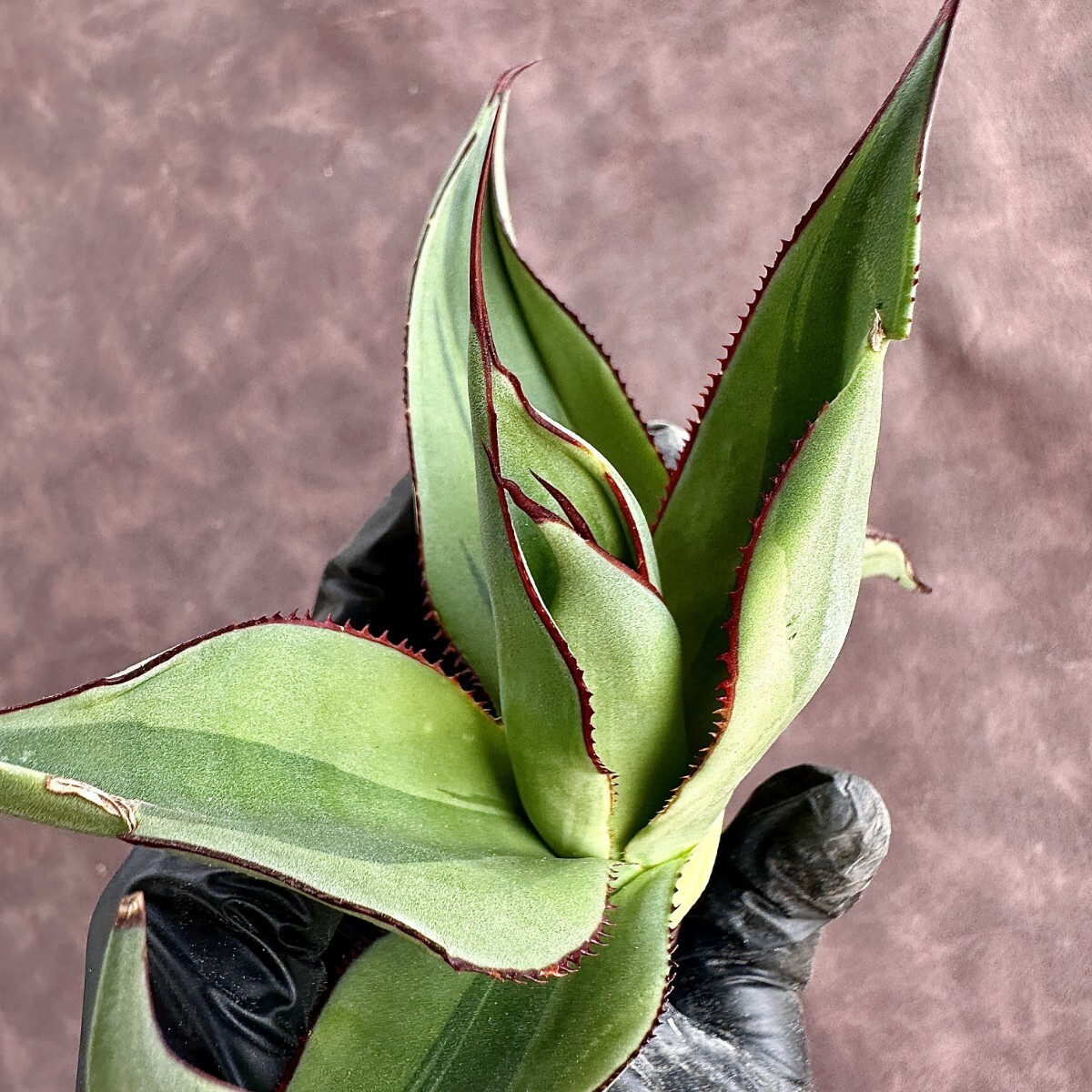 【Lj_plants】W19 多肉植物 アガベ Red Skyline 覆輪錦 極美極上子株 _画像9