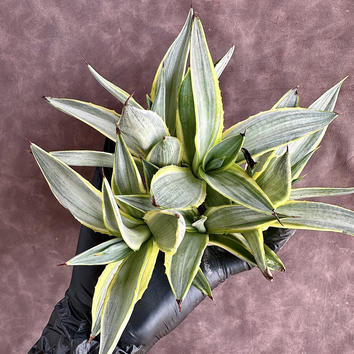 [Lj_plants]W20 succulent plant agave Milky Way . person clear . finest quality .. wheel .S Class is rare stock ultimate beautiful finest quality . stock 5 stock including in a package 