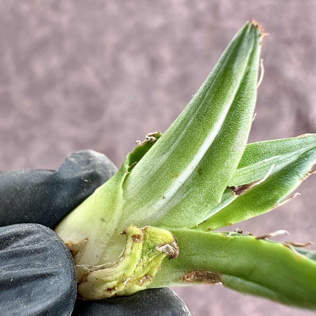 【Lj_plants】W24 多肉植物アガベ　ホリダ horrida 超希少錦 白中斑 特殊凸凹斑入り 極上子株1株_画像9