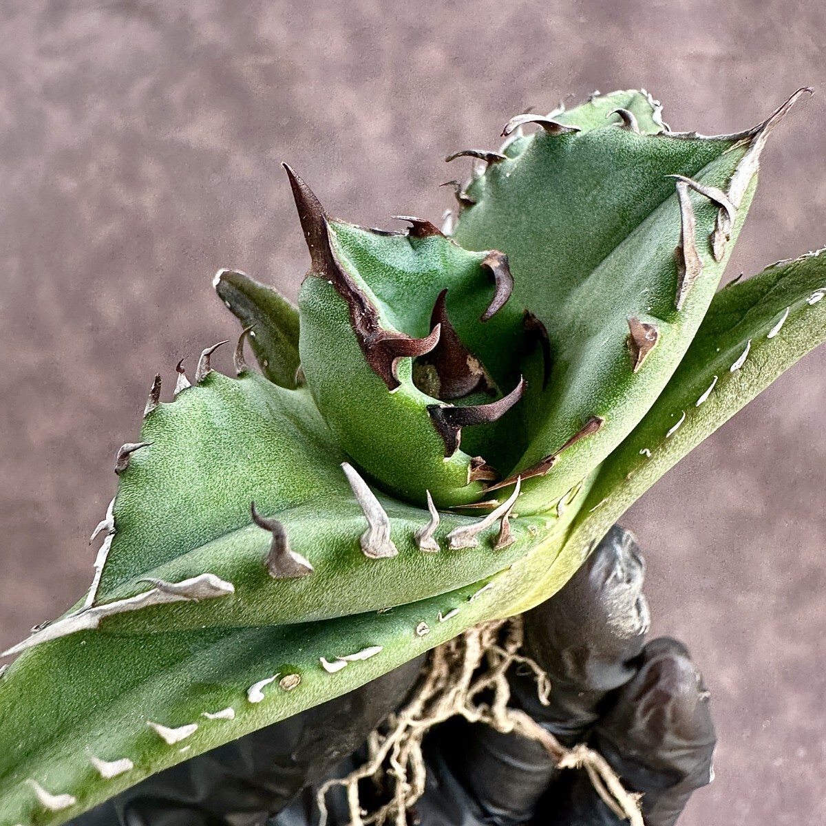 【Lj_plants】W33アガベ チタノタ キューピッド/翼竜 agave titanota Cupid 強棘 厳選極上美株_画像6