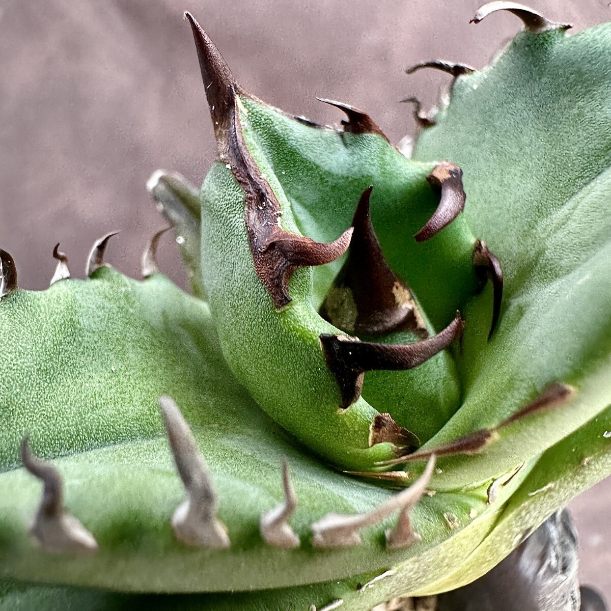 【Lj_plants】W33アガベ チタノタ キューピッド/翼竜 agave titanota Cupid 強棘 厳選極上美株_画像1