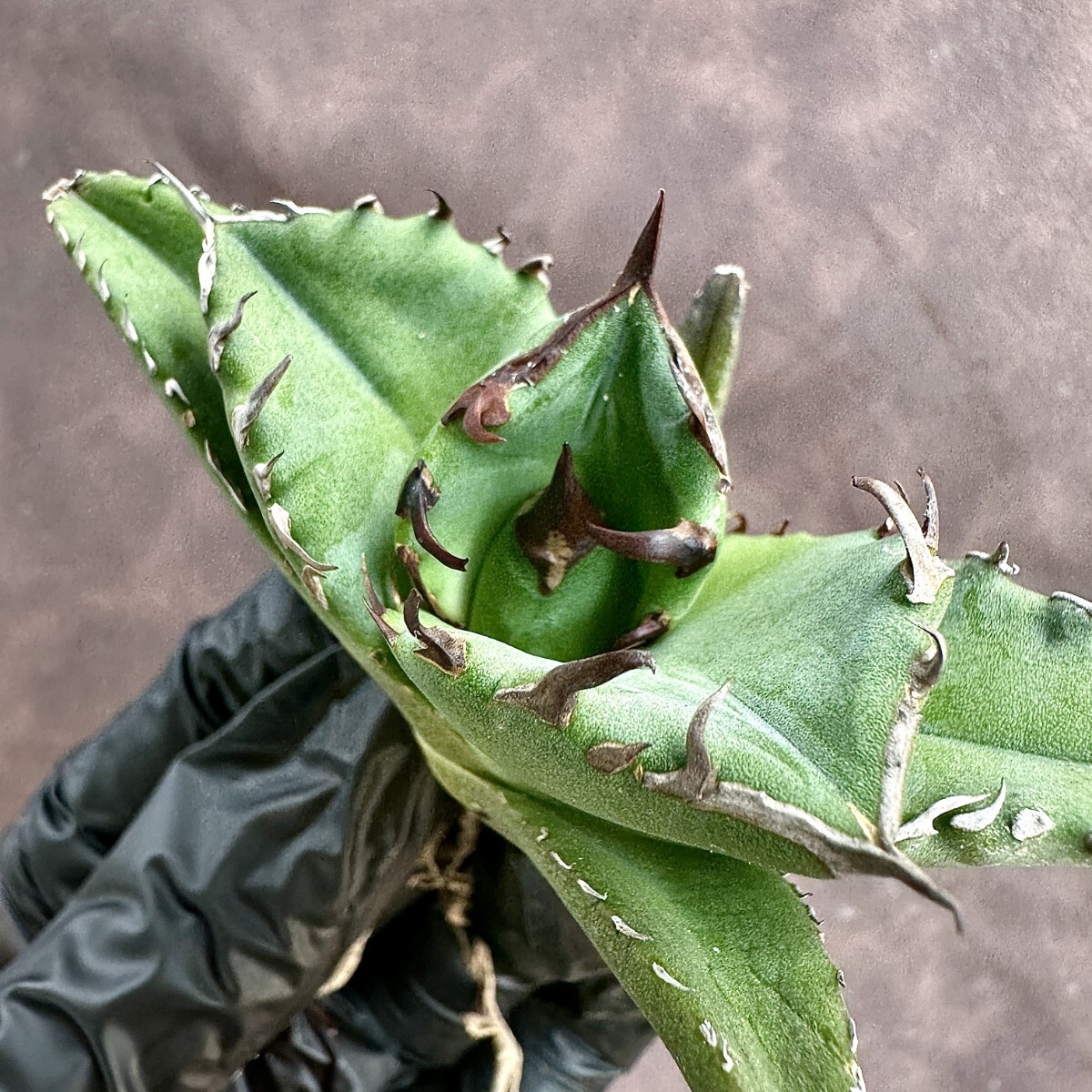 【Lj_plants】W33アガベ チタノタ キューピッド/翼竜 agave titanota Cupid 強棘 厳選極上美株_画像5
