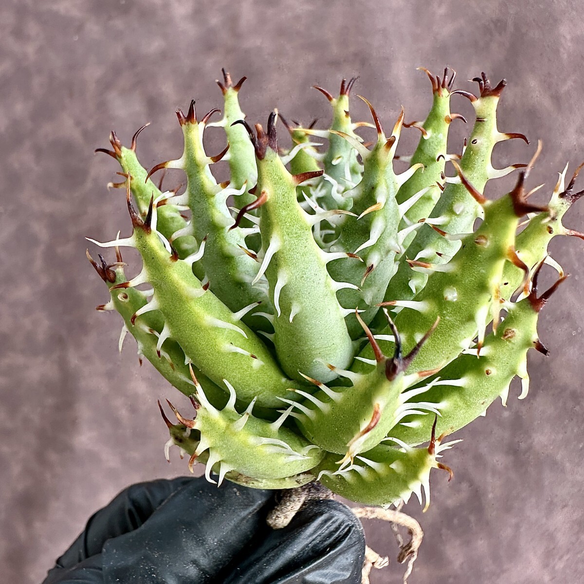 【Lj_plants】W5 株を厳選する Aloe erinacea アロエ エリナケア 極上強棘 特選極上美株 5株同梱_画像5