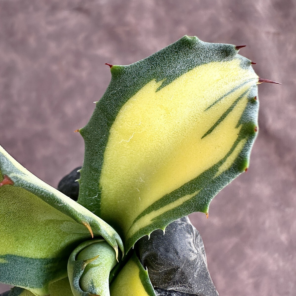 【Lj_plants】W8 多肉植物アガベ フェロックス錦 鮮明錦 極上錦 黄中斑 極美極上株 _画像5