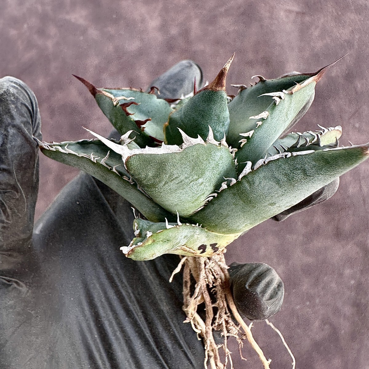 【Lj_plants】W93 厳選 アガベ チタノタ chocolate Kiss 極上強白棘 葉内刺し 極上株 _画像7