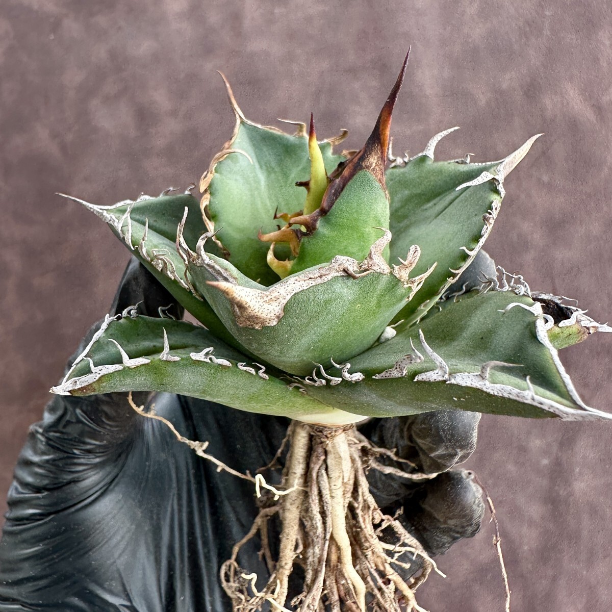 [Lj_plants]W117 limitation special selection stock agave chitanota real raw large . cover a little over . selection . stock 