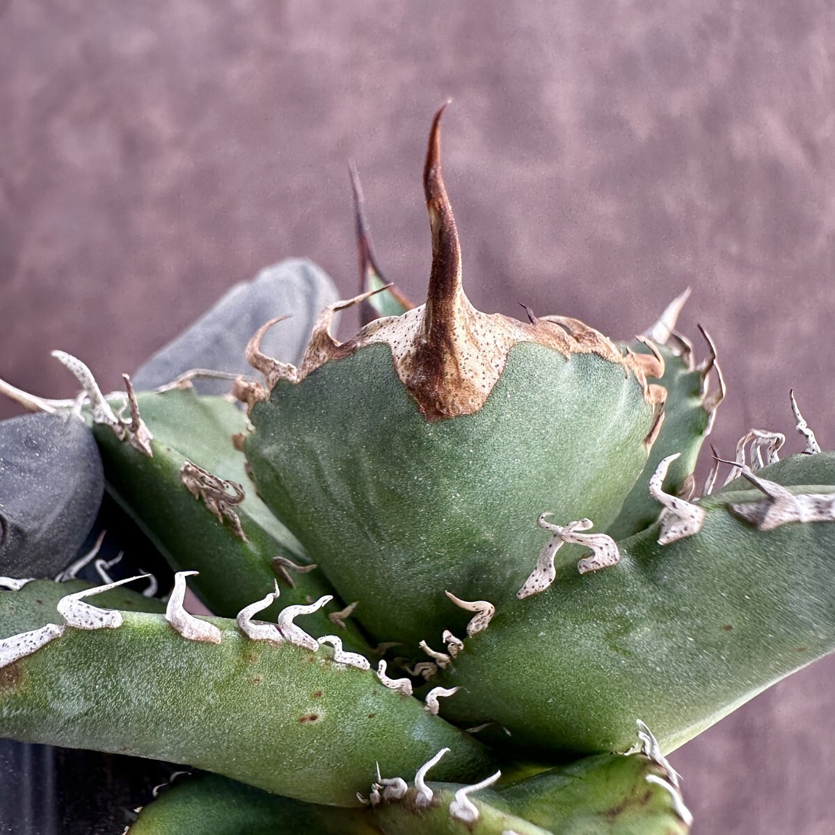 [Lj_plants]W117 limitation special selection stock agave chitanota real raw large . cover a little over . selection . stock 