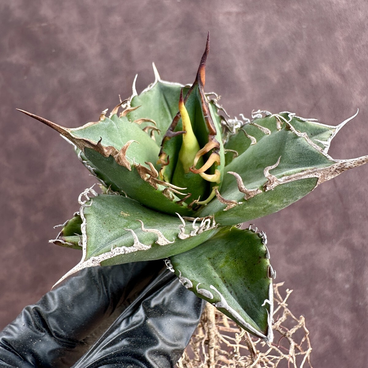 [Lj_plants]W117 limitation special selection stock agave chitanota real raw large . cover a little over . selection . stock 