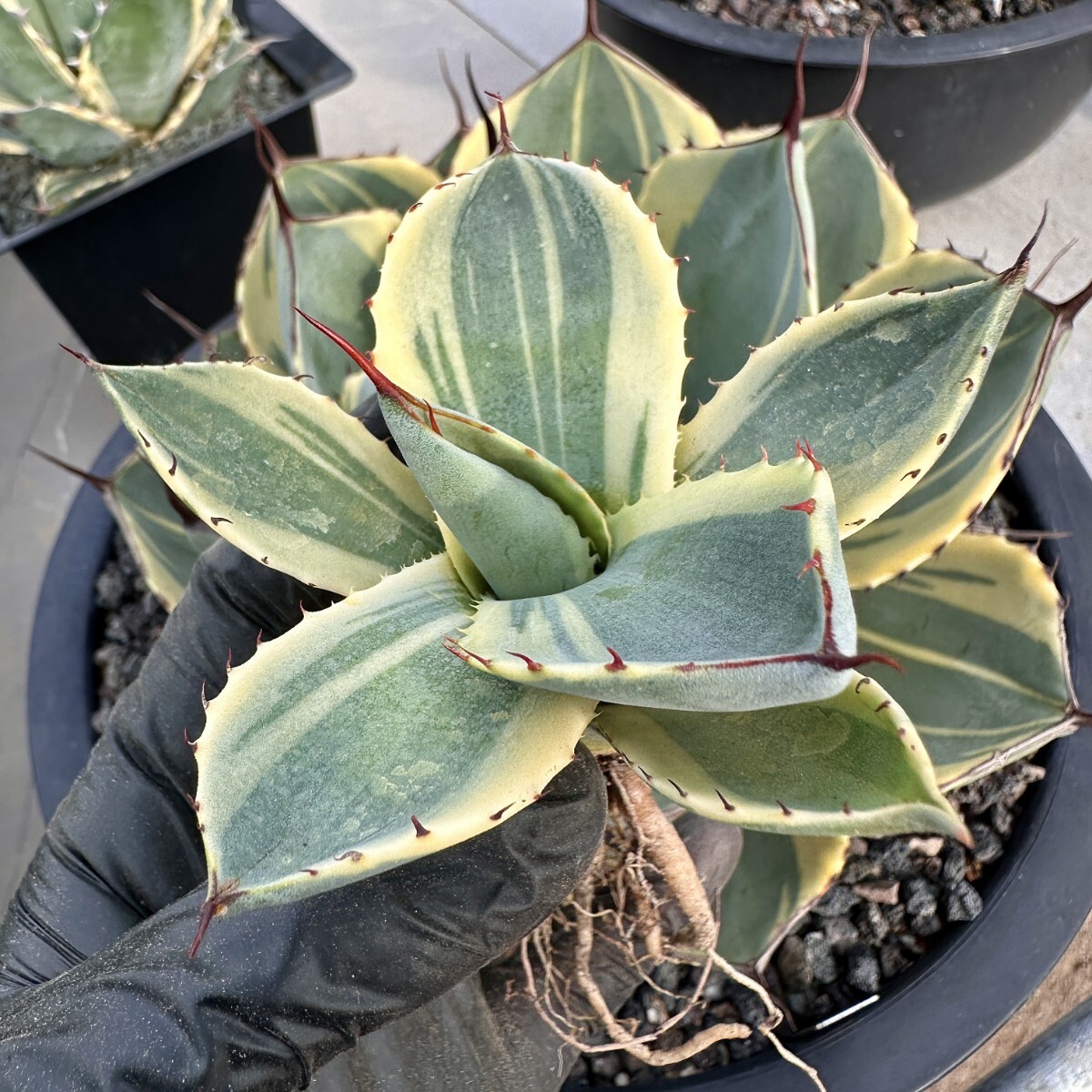 [Lj_plants] W131 agave Paris - tiger n car tao Liza ba rare . clear . special . own rearing parent stock direct thread . stock very superior DNA. stock 1 stock 