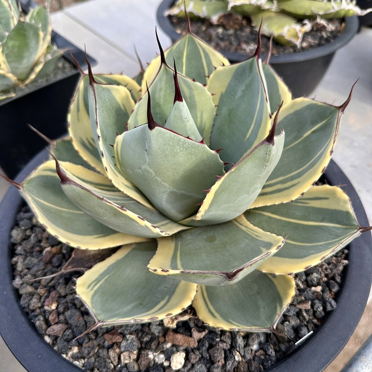 [Lj_plants] W131 agave Paris - tiger n car tao Liza ba rare . clear . special . own rearing parent stock direct thread . stock very superior DNA. stock 1 stock 