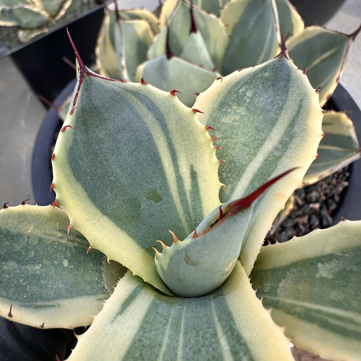 [Lj_plants] W131 agave Paris - tiger n car tao Liza ba rare . clear . special . own rearing parent stock direct thread . stock very superior DNA. stock 1 stock 