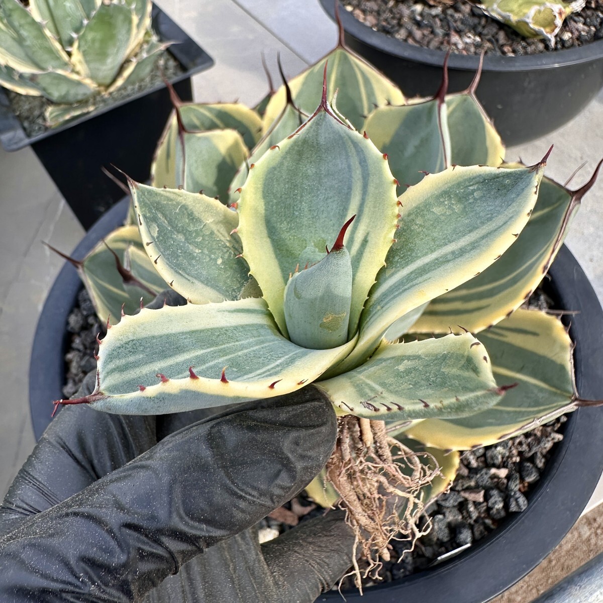 [Lj_plants] W131 agave Paris - tiger n car tao Liza ba rare . clear . special . own rearing parent stock direct thread . stock very superior DNA. stock 1 stock 