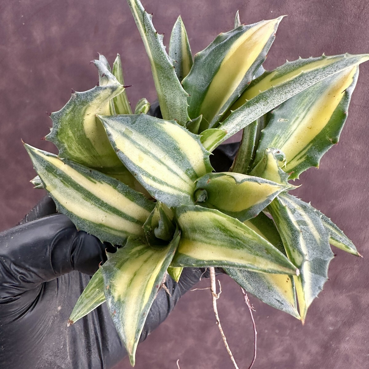 多肉植物アガベ フェロックス錦極上斑|アガベ 多肉植物アガベ フェロックス錦極上斑|アガベ