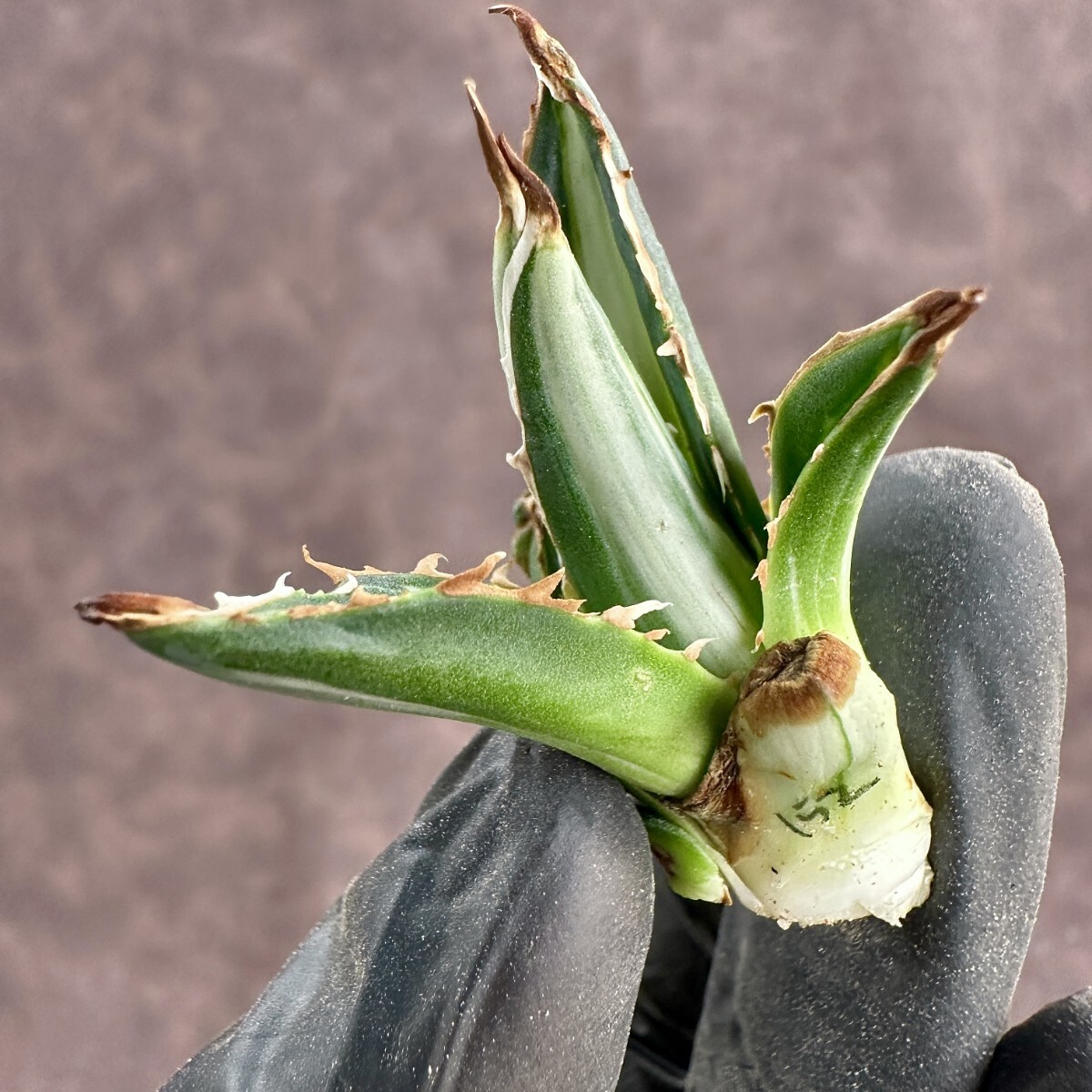 [Lj_plants]W152 succulent plant agave Hori dahorrida super rare . white middle . special unevenness . entering finest quality . stock 1 stock 