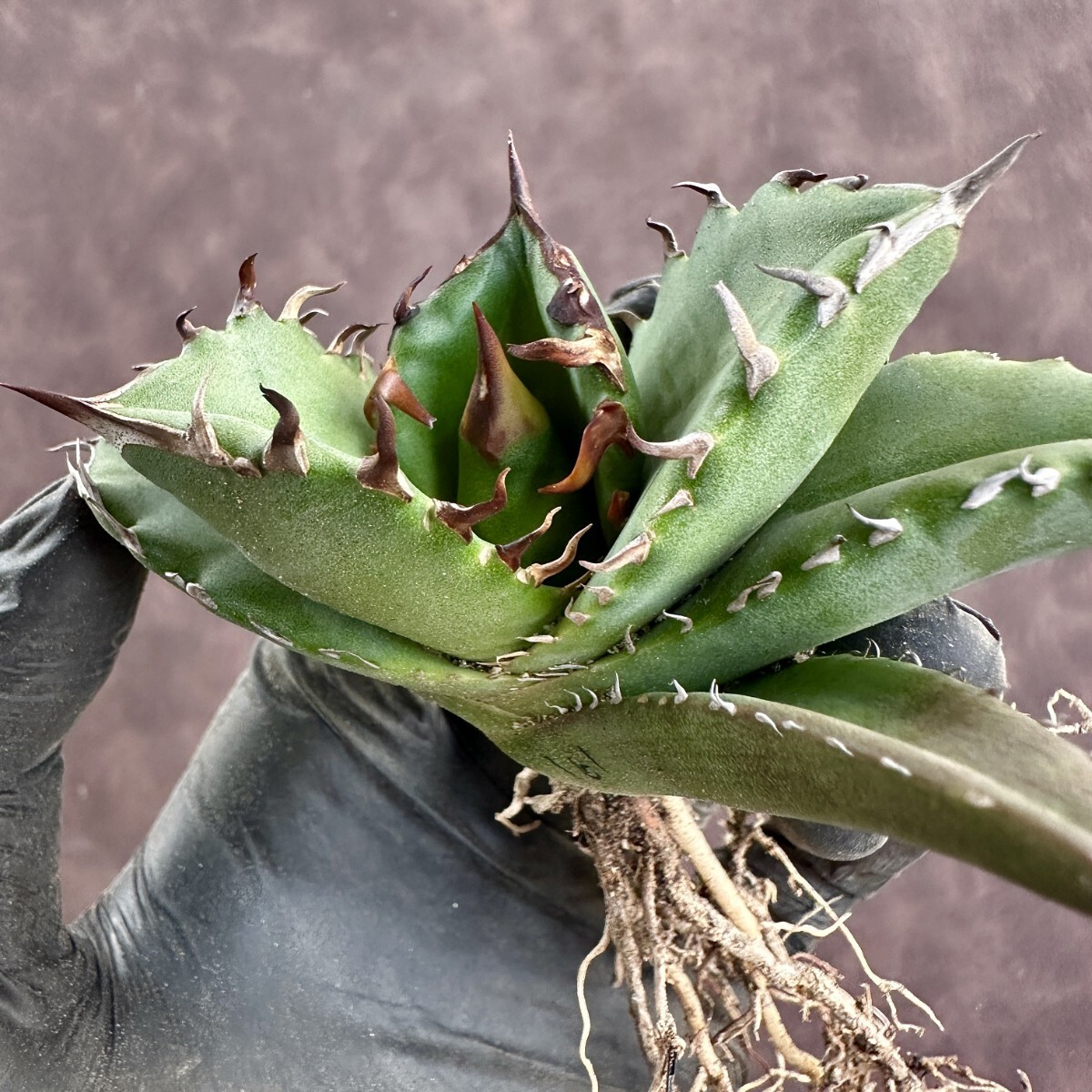 [Lj_plants]W161 agave chitanota cue pido/ wing dragon agave titanota Cupid a little over . carefuly selected finest quality beautiful stock 