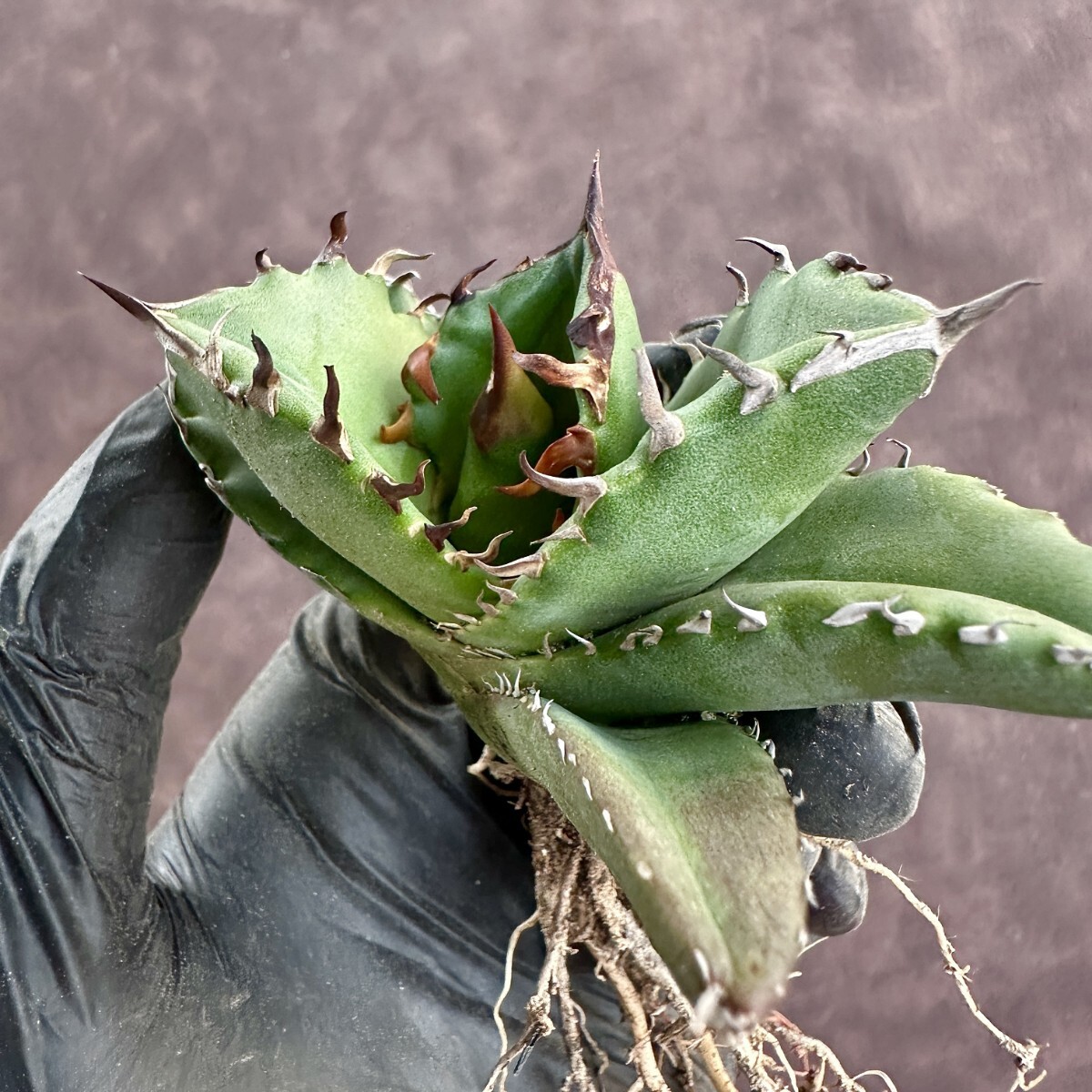 [Lj_plants]W161 agave chitanota cue pido/ wing dragon agave titanota Cupid a little over . carefuly selected finest quality beautiful stock 