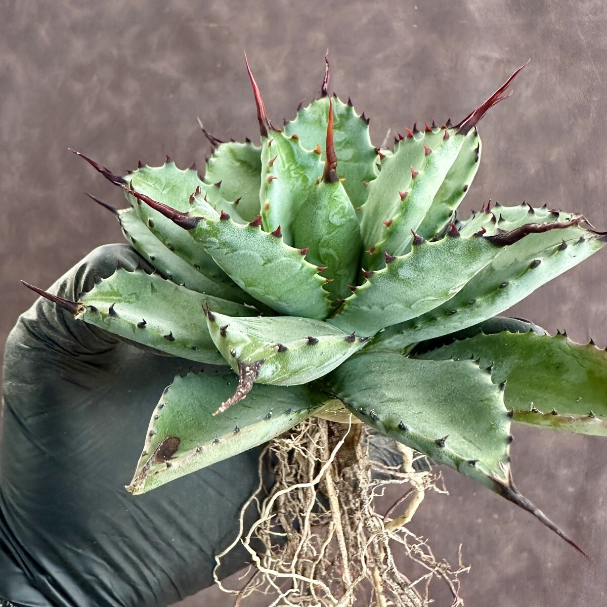 [Lj_plants]W183 succulent plant agave a little over bending ... a little over . madness . finest quality stock super rare stock carefuly selected finest quality stock 