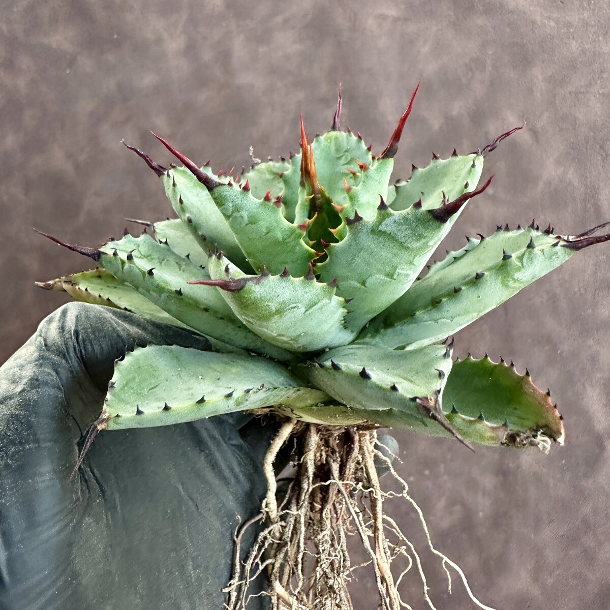 [Lj_plants]W183 succulent plant agave a little over bending ... a little over . madness . finest quality stock super rare stock carefuly selected finest quality stock 