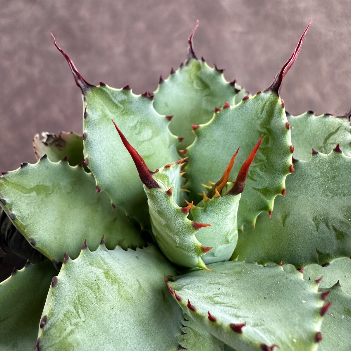 [Lj_plants]W183 succulent plant agave a little over bending ... a little over . madness . finest quality stock super rare stock carefuly selected finest quality stock 