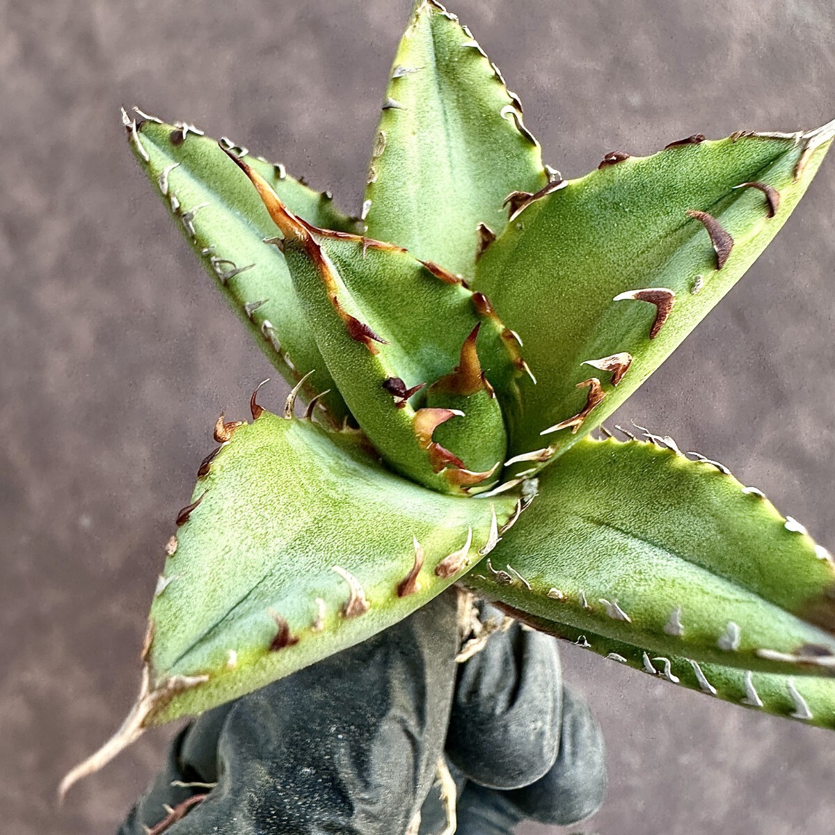 [Lj_plants]W228 agave chitanota.. finest quality . go in finest quality a little over . rare . rare stock finest quality stock 