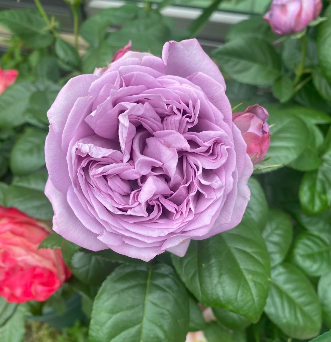 バラ苗 薔薇苗 青バラ 藤色バラ 紫色バラ 挿木苗 カインダ* 16