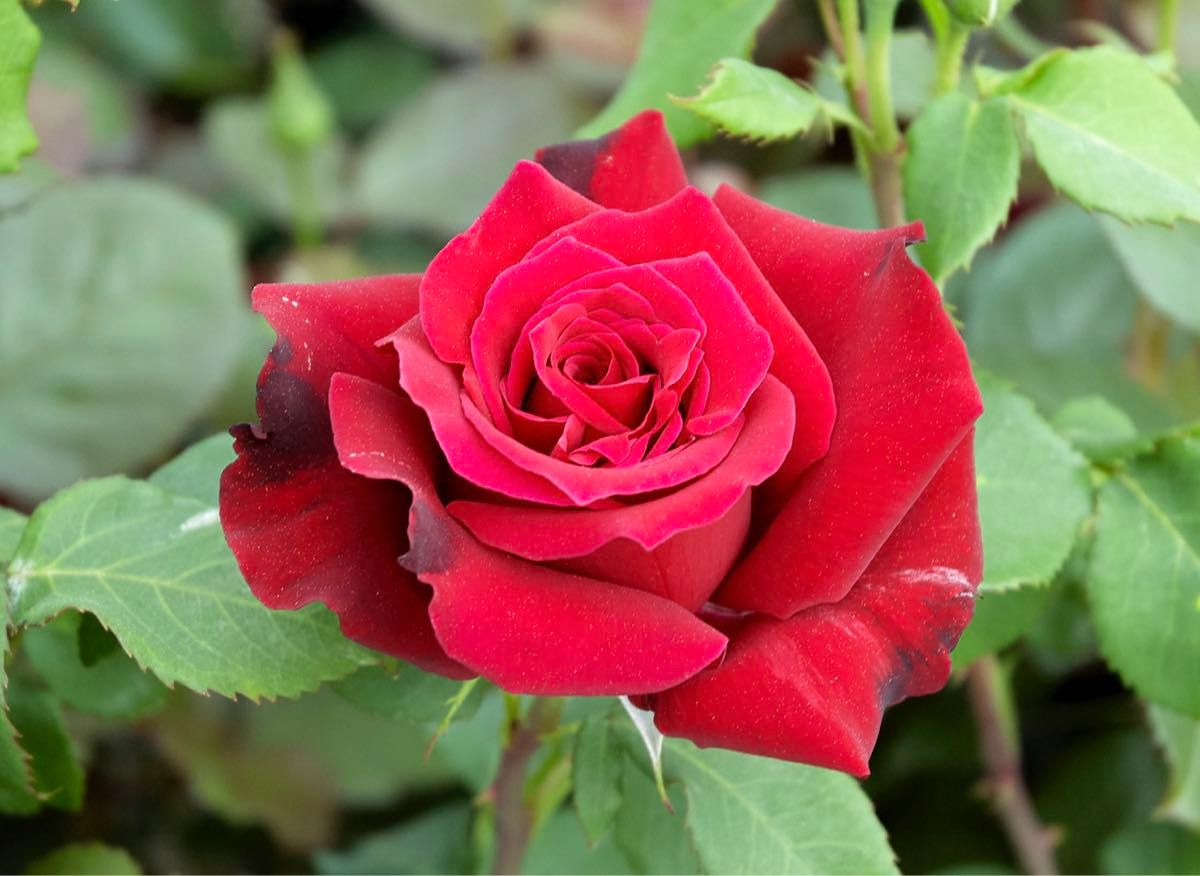 バラ 薔薇 赤色バラ 挿木苗 キャラミア