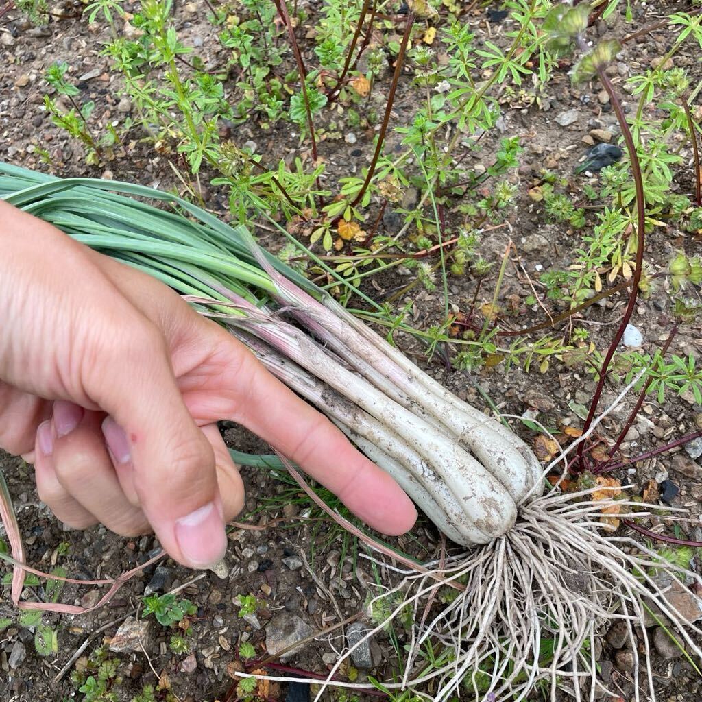 無農薬完全有機栽培の島らっきょう(白) 700g ／お試し適量／採れたて発送