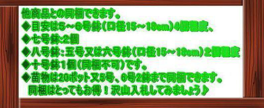 高さ１２０㎝のオリーブの木（六号鉢）_画像3