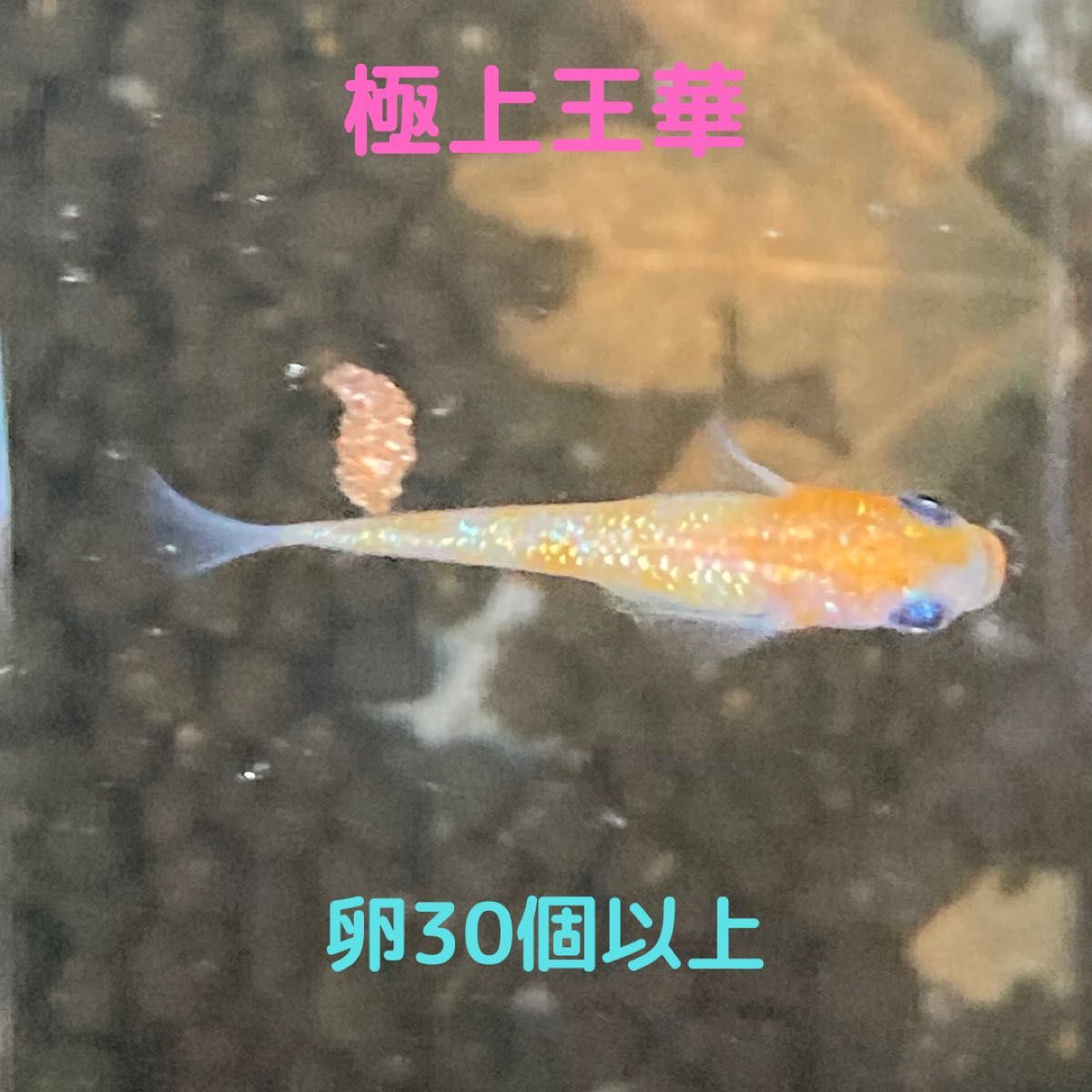 王華メダカの卵30個+α