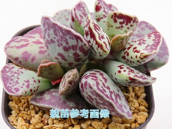 ■[Y196]cooperi 'Fugu-no-ko' ふぐの子　ヤマト運輸 【多肉植物　Adromischus アドロミスクス】_画像6