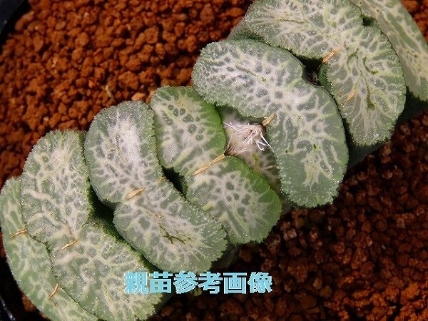 ■[Y122]荒磯歌麿KK-4 ヤマト運輸 【多肉植物 Haworthia ハオルチア ハオルシア】の画像5