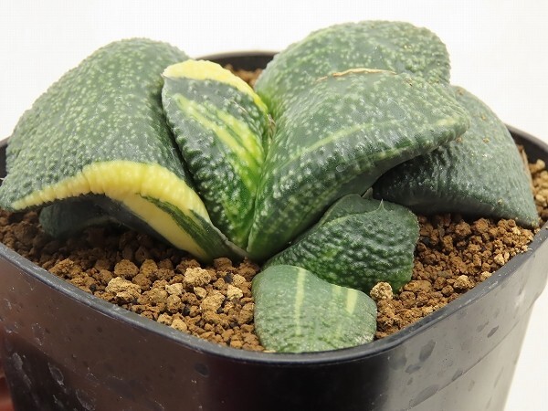 ■[W128]伊達臥牛錦×渡井臥牛　実生　未繁殖　ヤマト運輸 【多肉植物　Haworthia　ハオルチア　ハオルシア】_画像4