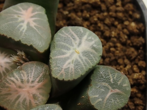 ■[W125]丹頂×雫　実生　未繁殖　ヤマト運輸 【多肉植物　Haworthia　ハオルチア　ハオルシア】_画像2