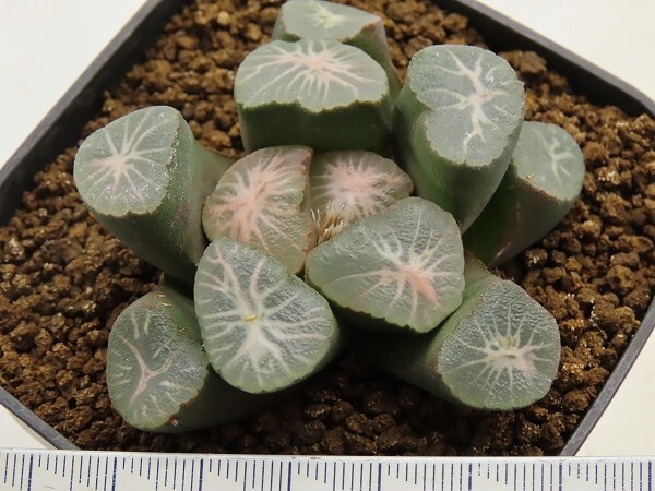 ■[W125]丹頂×雫　実生　未繁殖　ヤマト運輸 【多肉植物　Haworthia　ハオルチア　ハオルシア】_画像5