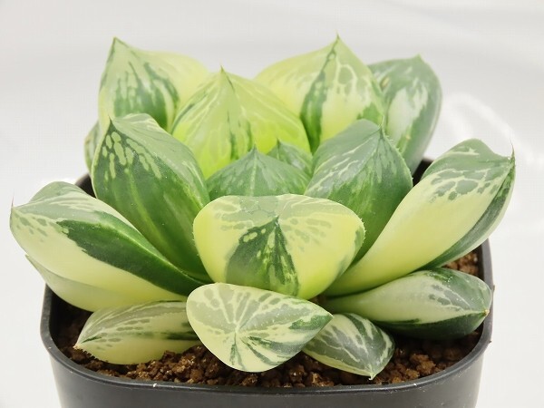 ■[W104]玉翠の光　ヤマト運輸 【多肉植物　Haworthia　ハオルチア　ハオルシア】_画像8