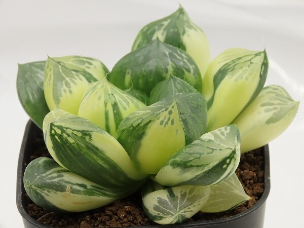 ■[W104]玉翠の光　ヤマト運輸 【多肉植物　Haworthia　ハオルチア　ハオルシア】_画像7