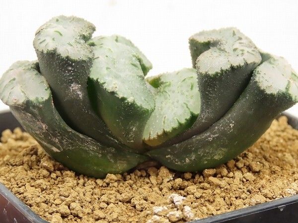 ■[W102]吉宗　ヤマト運輸 【多肉植物　Haworthia　ハオルチア　ハオルシア】_画像3