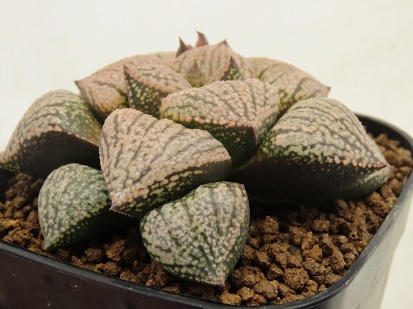 ■[W117]タイガーキング×前人未踏　実生　未繁殖　ヤマト運輸 【多肉植物　Haworthia　ハオルチア　ハオルシア】_画像3