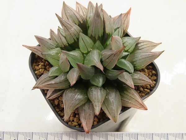 ■[W099]ミュータント　ヤマト運輸 【多肉植物　Haworthia　ハオルチア　ハオルシア】_画像2