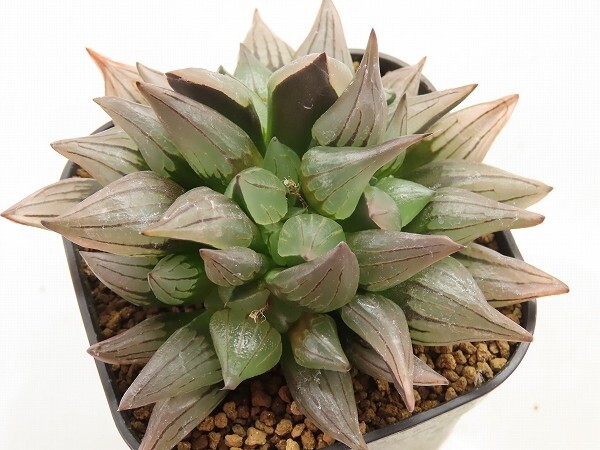 ■[W099]ミュータント　ヤマト運輸 【多肉植物　Haworthia　ハオルチア　ハオルシア】_画像1