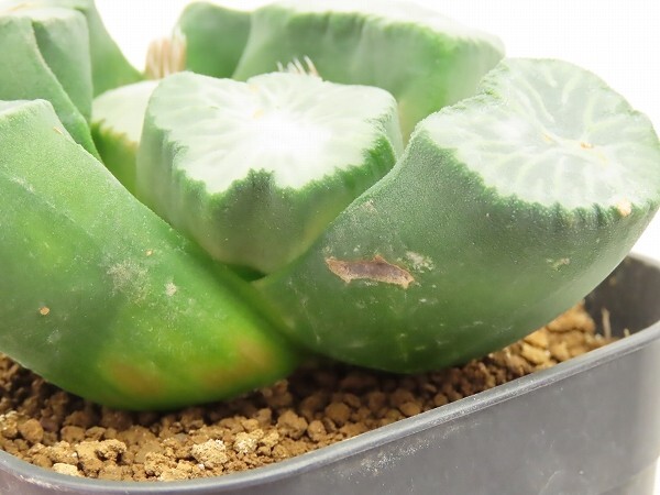 ■[W101]南アの星　ヤマト運輸 【多肉植物　Haworthia　ハオルチア　ハオルシア】_画像4