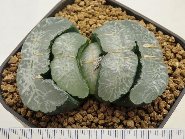 ■[W100]FST1-37　ヤマト運輸 【多肉植物　Haworthia　ハオルチア　ハオルシア】_画像2