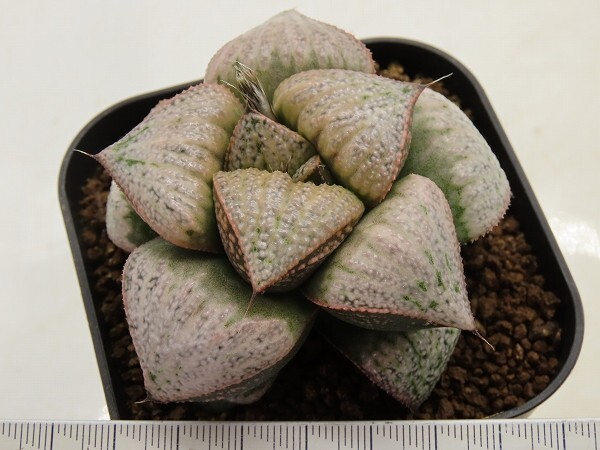 ■[W094]GM452-TM　ヤマト運輸 【多肉植物　Haworthia　ハオルチア　ハオルシア】_画像3