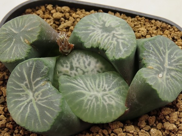 ■[W097]天下一品　ヤマト運輸 【多肉植物　Haworthia　ハオルチア　ハオルシア】_画像1