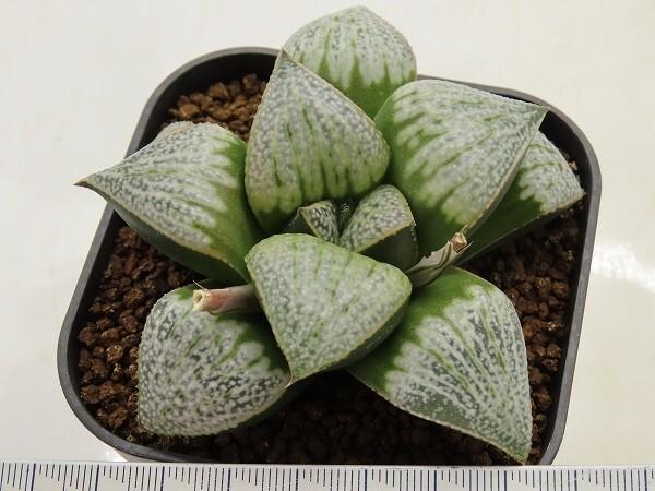 ■[W095]BmB実生(TYPE-SP)　ヤマト運輸 【多肉植物　Haworthia　ハオルチア　ハオルシア】_画像2