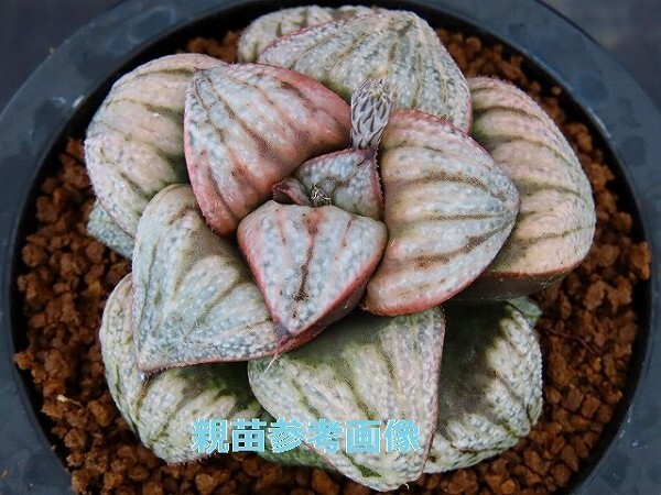 ■[W090]実方スプレンデンス　ヤマト運輸 【多肉植物　Haworthia　ハオルチア　ハオルシア】_画像3