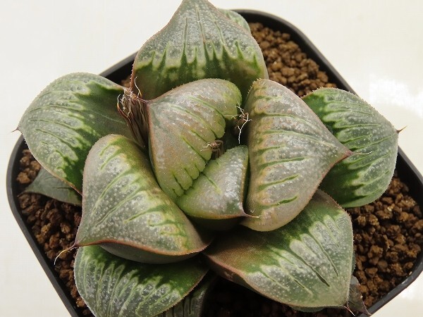 ■[W089]Green Cloud　グリーンクラウド　ヤマト運輸 【多肉植物　Haworthia　ハオルチア　ハオルシア】_画像1